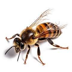 honey bee topview isolated on transparent background cutout made with AI generative technology