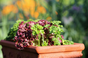 Red cut lettuce and Parsley in a pot