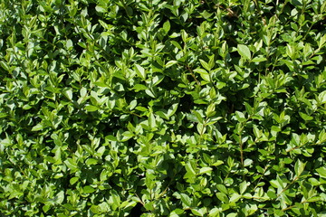 Fototapeta na wymiar Green natural background. Close-up of bush leaves on a sunny day.