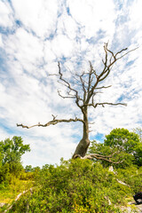 Forest with rocks and old tree in the countryside of Kalmar near Västervik in Sweden