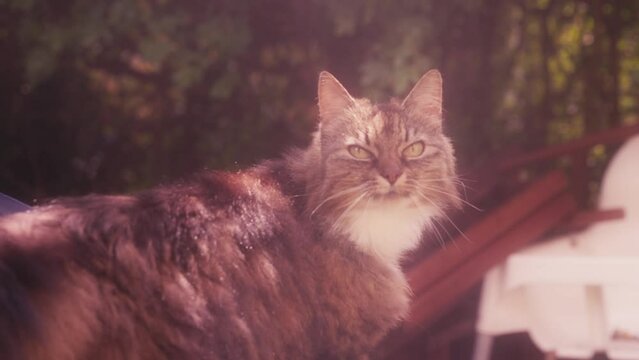 Un magnifique chat &eacute;voluant gracieusement dans un jardin enchanteur. 