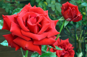 Czerwona róża Ingrid Bergman w pełnym rozkwicie.