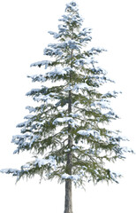 Side view of a snow-covered pine tree 