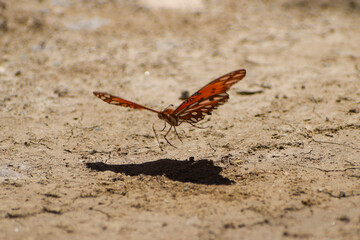 admiral butterfly