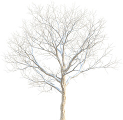 Side view of leafless tree covered by snow