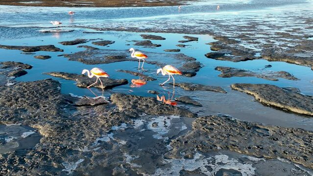 Seabirds Flying At Argentino Lake In El Calafate Argentina. Seabirds Riverside. Wildlife Landscape. El Calafate Argentina. Lake Water. Seabirds Flying At Argentino Lake In El Calafate Argentina.