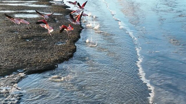 Seabirds Flying At Argentino Lake In El Calafate Argentina. Seabirds Riverside. Wildlife Landscape. El Calafate Argentina. Lake Water. Seabirds Flying At Argentino Lake In El Calafate Argentina.