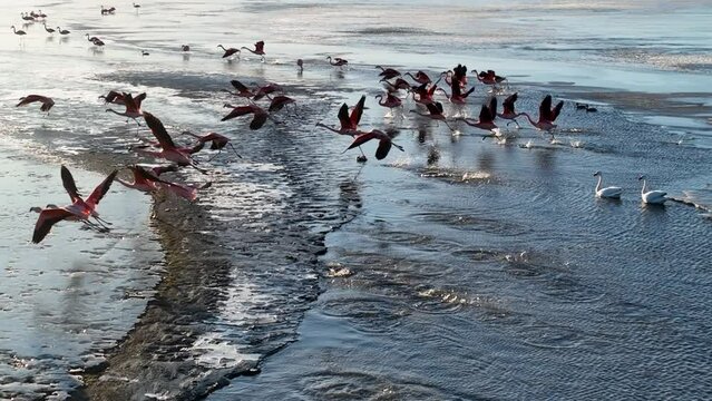 Seabirds Flying At Argentino Lake In El Calafate Argentina. Seabirds Slow Motion. Wildlife Landscape. El Calafate Argentina. Lake Water. Seabirds Flying At Argentino Lake In El Calafate Argentina.