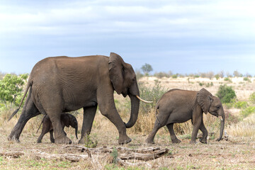 Naklejka na ściany i meble Elephant herd in the Kruger National Park in South Africa