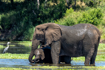 Elephant herd in the Kruger National Park in South Africa