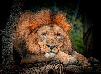 Distinctive Features: Portrait of a Lion