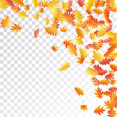 Oak, maple, wild ash rowan leaves vector, autumn foliage on transparent background.