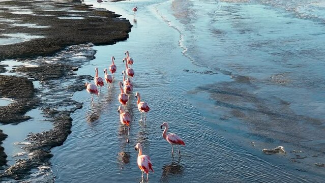 Flamingos Flying At El Calafate In Patagonia Argentina. Wildlife Landscape. Waterfront Background. Patagonia Argentina. Sea Birds Animals. Flamingos Flying At El Calafate In Patagonia Argentina.