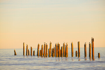 Scenery of beach during sunset.. Pillars from an old pier are all that remain from the years of storms and crashing waves.