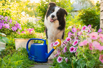Outdoor portrait of cute dog border collie with watering can in garden background. Funny puppy dog...
