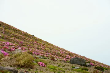 Gordijnen 高千穂峰に開花するツツジの花 © v_0_0_v