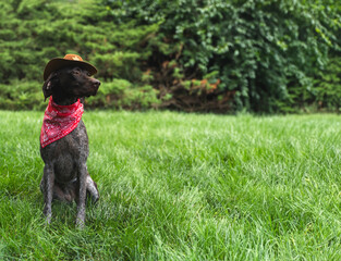 Halloween costume dog cowboy pointer