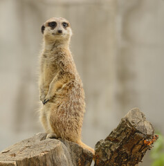 suricate zoo parisien 