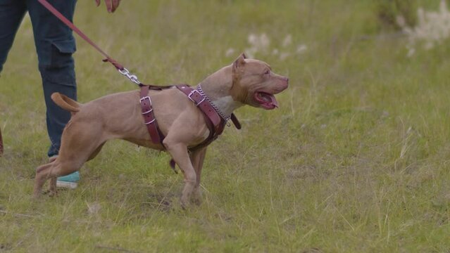 Perro de defensa listo para atacar