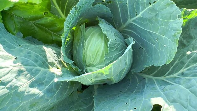 A round head of young fresh cabbage in the garden. Texture of leaves of decorative decorative fresh cabbage, close-up. Organic vegetable growing. Agriculture. eco farm