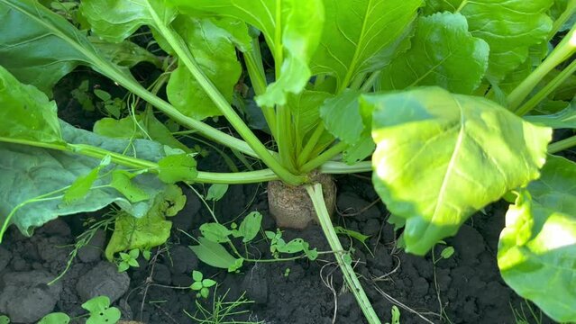 The root of a young sugar beet has grown out of the ground and is ripening on a sunny summer day in the garden. Young green sugar beets grow in a field in black soil. Cultivation of sugar beet