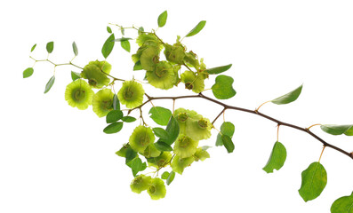 Young twig of tree with green flowers and seeds isolated on white, clipping path