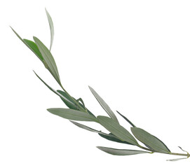 Branch olive, green leaves isolated on white, clipping path