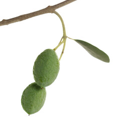 Branch olive leaves and green unripe olive fruit isolated on white, clipping path