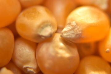 close up of corn seeds. extreme macro shot of food: popcorn texture background