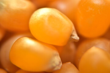 close up of corn seeds. extreme macro shot of food: popcorn texture background