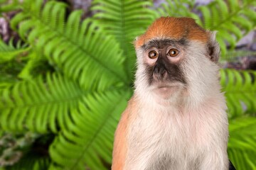 Adult cute smart wild monkey on nature background