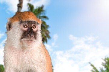 Adult cute smart wild monkey on nature background