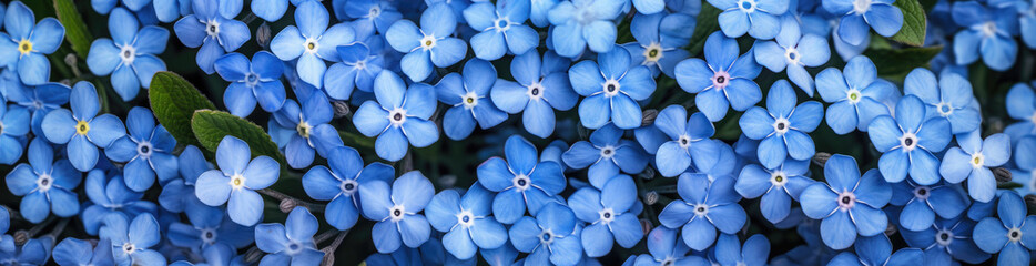 Forget Me Not, Best Website Background, Hd Background, Background For Computers Wallpaper