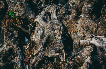 bark of a carob tree Algarve nature tree
