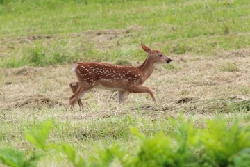 Baby Deer
