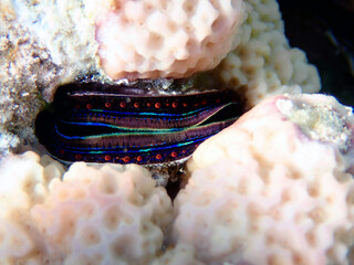 Blue lipped coral oyster - (Pedum spondyloideum), underwater photo into the Red Sea