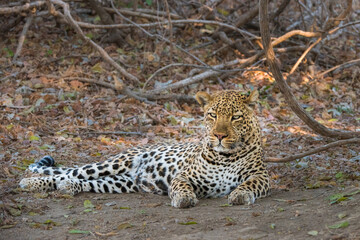 Male leopard reclining in the shade