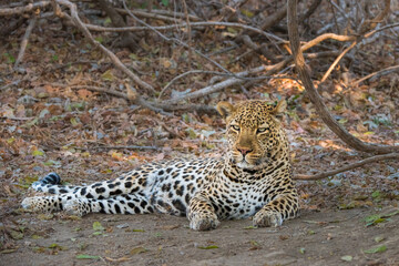 Naklejka premium Male leopard reclining in the shade