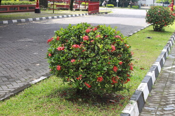 Closeup red flower ,Indian Jasmine.scientific name Ixora chinensis Lamk
