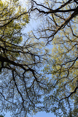 forest and trees wallpapers 2