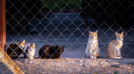 meeting of cute cats