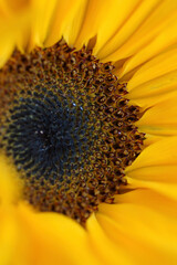 Obraz premium sunflower close up