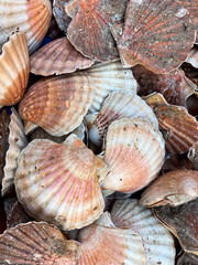 Raw Scallops at Paris Fish Market