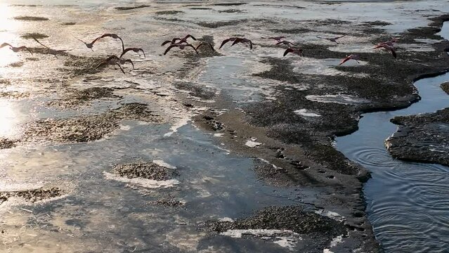 Seabirds Flying At Argentino Lake In El Calafate Argentina. Seabirds Riverside. Wildlife Landscape. El Calafate Argentina. Lake Water. Seabirds Flying At Argentino Lake In El Calafate Argentina.