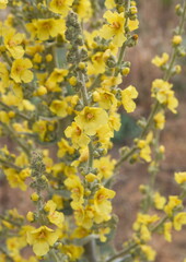 Verbascum thapsus, the great mullein, greater mullein or common mullein, ornamental and medicinal plant