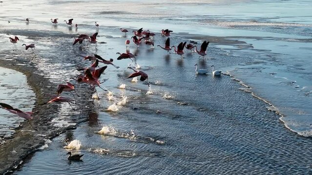 Flamingos Flying At El Calafate In Patagonia Argentina. Wildlife Landscape. Waterfront Background. Patagonia Argentina. Sea Birds Animals. Flamingos Flying At El Calafate In Patagonia Argentina.