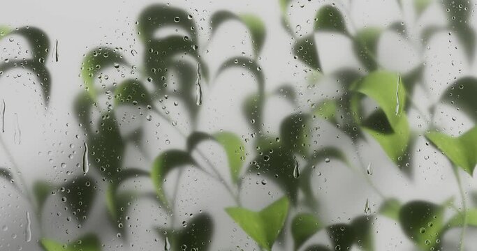 3D background for product or logo. Rain drop animation on the glass. Nature Plant growing. Green tree leaves in motion. Water drops falling down. Raining, eco concept 4K animation. 3D render
