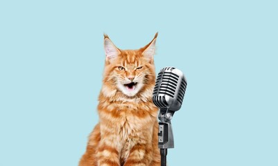 Funny emotional cute cat singing in microphone