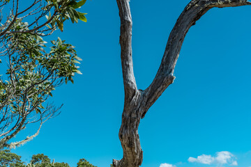 Acacia koa, commonly known as koa,[3] is a species of flowering tree in the family Fabaceae. It is endemic to Hawaii. Puʻu Huluhulu is a volcanic cone located near the center of the Island of Hawaii.