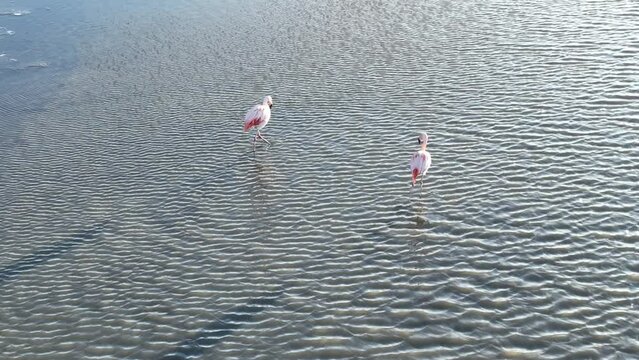 Flamingos Flying At El Calafate In Patagonia Argentina. Wildlife Landscape. Waterfront Background. Patagonia Argentina. Sea Birds Animals. Flamingos Flying At El Calafate In Patagonia Argentina.